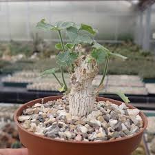 Image result for Corallocarpus bainesii