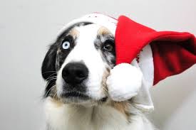 Use them in commercial designs under lifetime, perpetual & worldwide rights. Getting A Puppy For Christmas Problem Or Opportunity For Animal Shelters