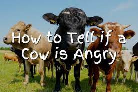 7 Signs A Cow Is Angry What Makes Cows Angry Fauna Facts
