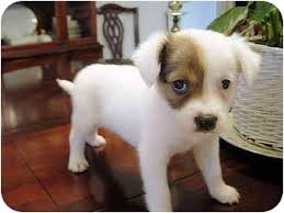 Look at pictures of english bulldog puppies who need a home. Mahwah Nj American Bulldog Meet Bonnie A Pet For Adoption