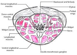 The top half of the body, the head, houses the control center organ of the body called the brain. Insect Anatomy