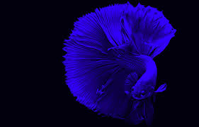 Betta fish are also popularly known as fighter fish. Wallpaper Blue Fish Betta Images For Desktop Section Zhivotnye Download