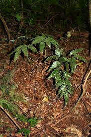 Image result for Asplenium ceii