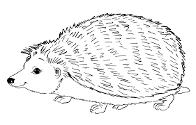 Ausmalbilder Igel Kostenlos Ausmalbilder Kostenlos Igel Ausmalbild Malvorlagen Tiere Ausmalbilder Tiere