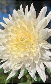 Check out our mums flower selection for the very best in unique or custom, handmade pieces from our shops. White Chrysanthemum Flower Chrysanthemum Flower Mums Flowers Flowers For Sale