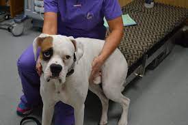The veterinarian will likely combine surgery with chemotherapy ($1,000 per treatment) to best avoid more growths throughout the body. Anal Gland Adenocarcinoma Animal Cancer And Imaging Center