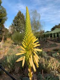 Image result for Aloe arborescens × musapana