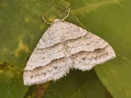 Image result for Mesotype parallelolineata