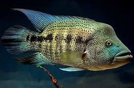 Parachromis Dovii Guapote Wolf Cichlid 1 5 Inch Live Fish Fully Guaranteed Cichlids Cichlid Aquarium Cichlid Fish