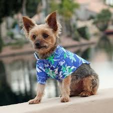 Free shipping on many items | browse your favorite brands | affordable prices. Hawaiian Camp Dog Shirt Big Dog Clothing Bowwowsbest Com Doggie Design