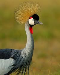Bird With Feathers On Top Of Head The African Crowned Crane Gets Its Name From The Golden Crown Of Feathers That Adorns The Top Of It African Wildlife Wildlife Conservation Wildlife Foundation