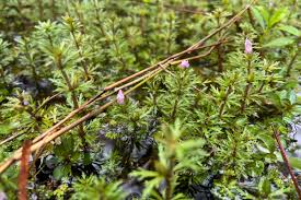 Image result for Limnophila crassifolia