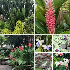 It is located on the roof of a five and a half million square feet shopping mall and requires both the garden is on the top floor of one utama and only opens on weekends. Inside Secret Garden 1 Utama Ecttravel