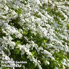 Image result for Spiraea thunbergii