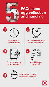 That depends on three main factors: Collecting Chicken Eggs Faqs Purina Animal Nutrition