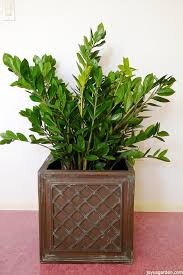 Check spelling or type a new query. 3 Reasons Why You Need A Zz Plant In Your Life Joy Us Garden