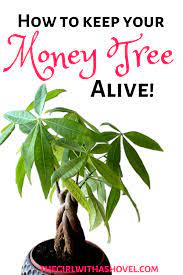 Keep Your Money Tree Alive For Years To Come Just Follow These Money Tree Plant Care Tips Mone Money Tree Plant Money Tree Plant Care Plant Care Houseplant