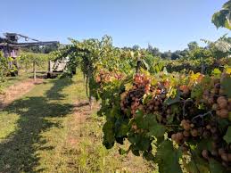 Muscadine fruit is an excellent choice for the commercial market. Southern Muscadine Health Benefits American Vineyard Magazine