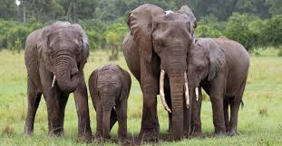 8 Animals That Can Kill An Elephant - A ...