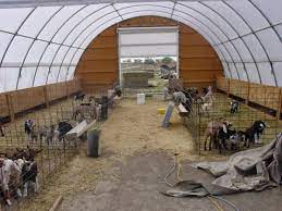 Commercial Dairy Goat Barn