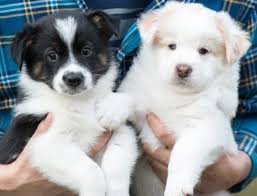Data from hundreds of animal shelters in the us and canada. City Of Indio Animal Services