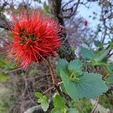 Image result for Schizocarphus nervosus