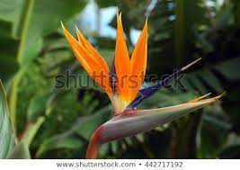 Beautiful Strelitzia Flower In A Luxurious Garden Garden Images Stock Photos Flowers