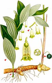 Image result for Ophrypetalum odoratum