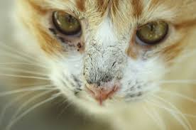 Haarausfall Bei Katzen Tiermedizinportal