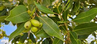Image result for Cordia mukuensis