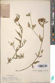 Image result for Crotalaria ononoides