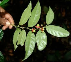 Image result for Heisteria