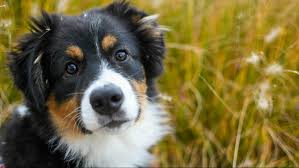 After being processed, we will arrange a meet with the pet at our facility in sanford. Pet Rescue By Judy Tries To Foster Adoptable Furry Friends During Coronavirus Pandemic