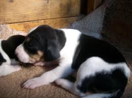 The dogs were known in german as rottweiler metzgerhund, which means rottweil butchers dogs, because their main use was to pull carts of. Treeing Walker Coonhound For Sale Hoobly Classifieds Walker Coonhound Coonhound Puppy Coonhound