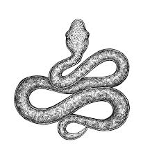 Print your favorite snakes or create your own. Snake Drawing Eugenia Hauss