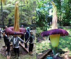 Indonesian conservationists say they've spotted the biggest specimen ever of what's already been billed as one of the world's largest flowers. The Rafflesia Arnoldii Flower Is The Largest Flower In The World Steemit