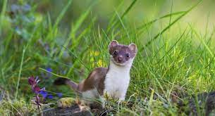 Discover more posts about hermelin. Hermelin Ist Tier Des Jahres 2018 Naturschutz Ch