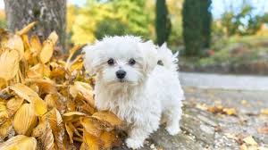 A maltese dog could cost anywhere from 150 euros to 500 euros plus. 9 Fascinating And Little Known Facts About A Teacup Maltese All Things Dogs All Things Dogs