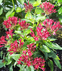 Image result for Virectaria major