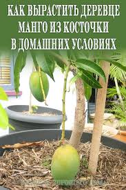 можно ли вырастить манго из косточки в домашних условиях Kak Vyrastit Derevce Mango Iz Kostochki V Domashnih Usloviyah Plants Garden Fruit