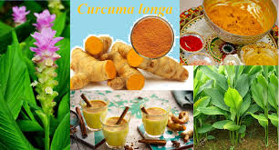 ಆಹಾರ, ಆರೋಗ್ಯ ಮತ್ತು ಸಂಸ್ಕೃತಿಗೆ ಬಣ್ಣದ ...