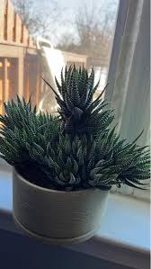 Image result for Hypertelis bowkeriana