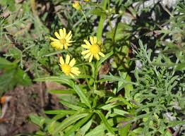 Image result for Senecio madagascariensis