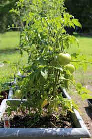 Read this guide to learn growing tomatoes successfully. Growing Determinate Tomato Plants Perfect For Containers
