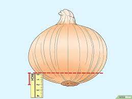 How To Grow An Onion From An Onion Growing Onions Planting Onions Regrow Vegetables