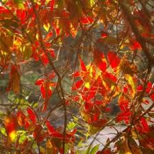 Image result for Afrocanthium ngonii