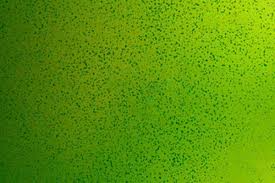 In less severe cases, it means weekly scraping/wiping of tank walls. How To Remove Green Spot Algae In Aquariums Shrimp And Snail Breeder