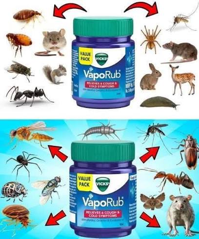 Fashion.Home2 - VICKS VAPORUB Hack For Pest Removal - MOSQUITO, ANTS,  FLIES, SPIDERS, RODENTS, COCKROACHES, GNATS.. 🔴 We are removing inactive  members from here. If you want to keep getting our recipes