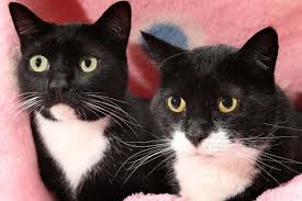 Narla is a rescue cat with no known medical issues. How Can I Tell If Two Cats Are A Bonded Pair Traveling With Your Cat