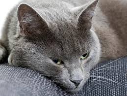 Between scooping the litter box daily and tracking their output for vet visits, most of us develop an intimate understanding of our pets' potty routines. Is Your Cat Constipated Petfinder